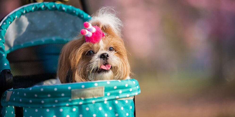 Dog Skin Issues: Which is the Best Way to Help?