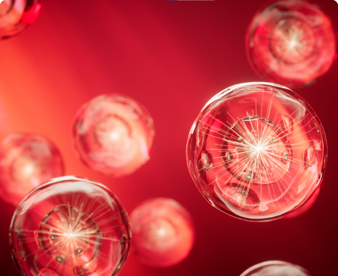 Red and near-infrared light are absorbed by cytochrome c oxidase (CCO), a key mitochondrial protein that powers cellular energy production.