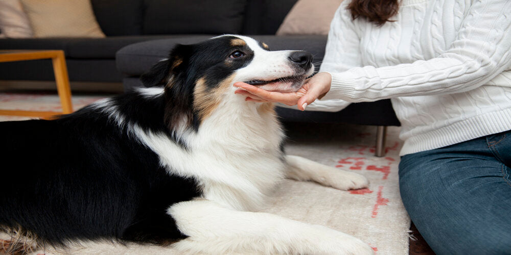 Red Light Therapy for Dogs: How It Works and Benefits