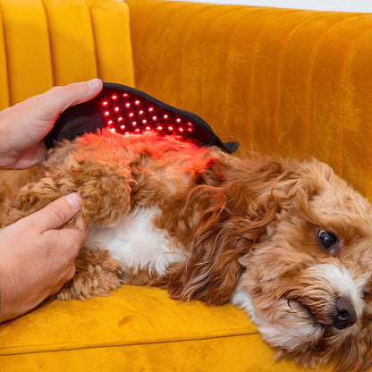 Red Light Therapy Belt for Pets
