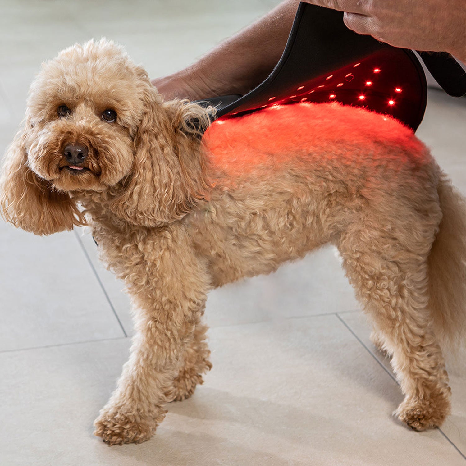 Infrared light best sale therapy for dogs